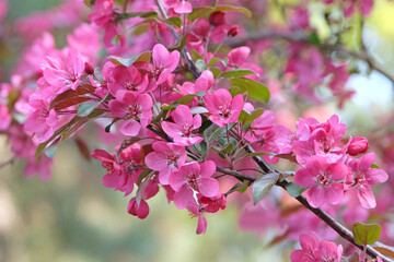 Pink Malus crab apple ‘Indian Magic’ in flower.