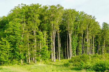 Spring forest trees. nature green wood sunlight backgrounds.
