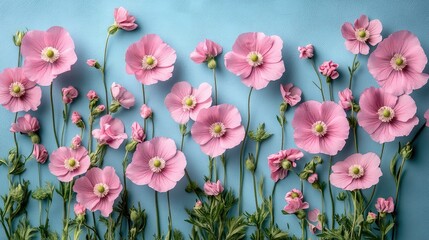 Pink flowers arranged on blue background, flatlay