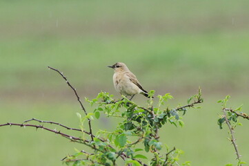 Isabelline wheatear. Oenanthe isabellina