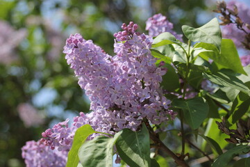 Lilak pospolity- Syringa vulgaris © POV_swiata