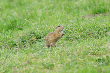European ground squirrel feeling fresh grass. European ground squirrel
