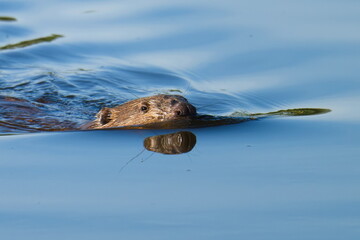 Europäischer Biber (Castor fiber) an der Elbe 