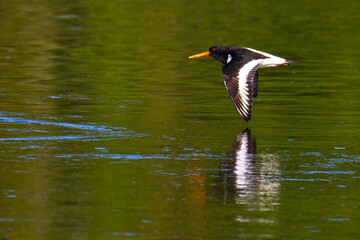 Obraz premium Austernfischer im Flug an der Elbe in Sachsen-Anhalt