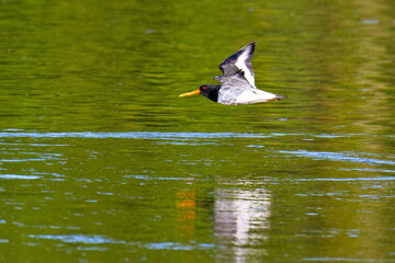Austernfischer im Flug an der Elbe in Sachsen-Anhalt