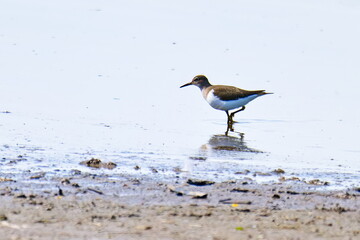 Flussuferläufer (Actitis hypoleucos) an der Elbe
