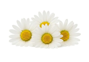 Obraz premium A group of four daisies on a plain white background