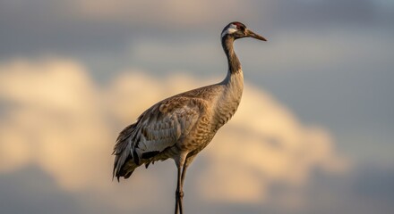 Crane Portrait Photo