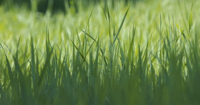 Green grass meadow rustling in the wind slow motion