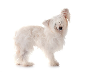 Chinese Crested Dog Powderpuff