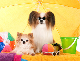 papillon dog and chihuahua in studio