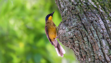 great spotted woodpecker