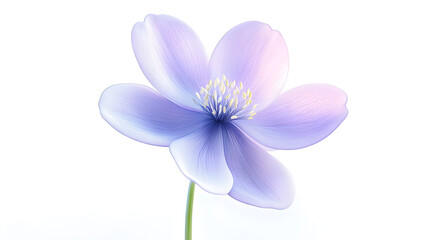 Obraz premium A single purple flower with a white background