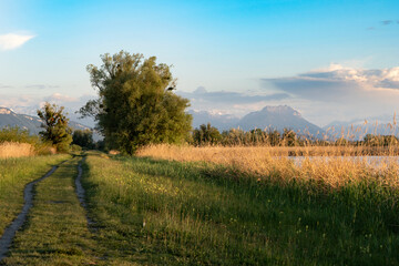 Path in colourful nature in evening light in Hard in Vorarlberg Austria in the Schleienlöcher