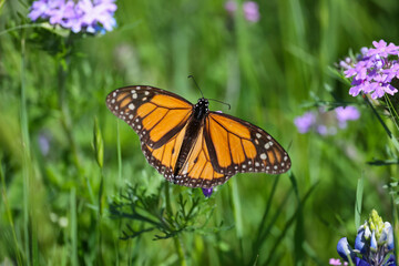 Monarch Butterfly opens wings on a flower