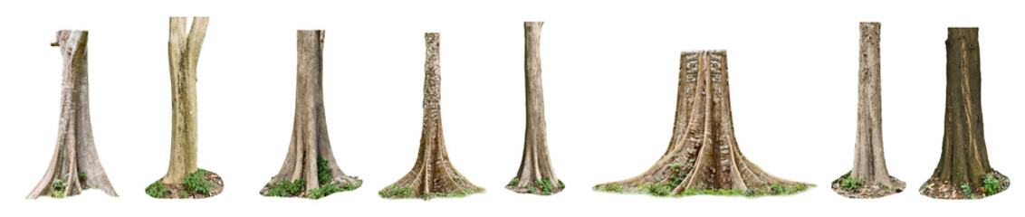 Tree Trunks Set: A set of nine isolated tree trunks of various sizes and shapes, perfect for adding realism to your environmental designs, digital illustrations, and game assets.