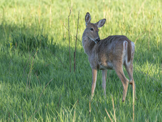 Deer in a Lush Green Meadow