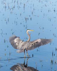 Great Blue Heron with Outstretched Wings in Wetland