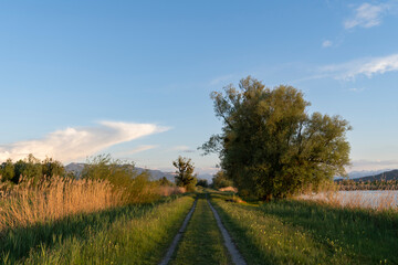 Obraz premium Path in colourful nature in evening light in Hard in Vorarlberg Austria in the Schleienlöcher