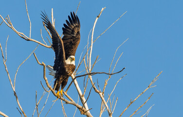 Bald Eagle Perched on Bare Branch
