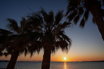 Palm trees against clear sky by the Aegean Sea in Paroikia (Parikia) town on Paros island in Greece at sunset.