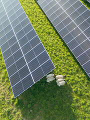 Solar panels on the field with the sheep grazing under them 
