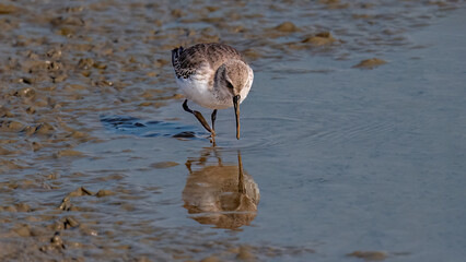 great blue heron ardea cinerea