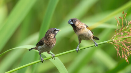 bird on the grass