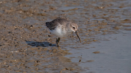 heron on the beach