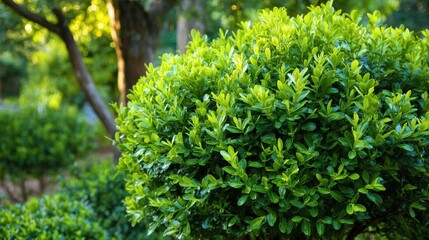 Ultra quality image of boxwood Shrub.