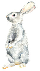 Gray rabbit standing up hand painted watercolor illustration 600 dpi PNG with transparent background, cute farm animal, wild animal, hare illustration for nursery posters, birthday invitations   