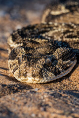 Puff Adder in Vertical Frame on Desert Ground