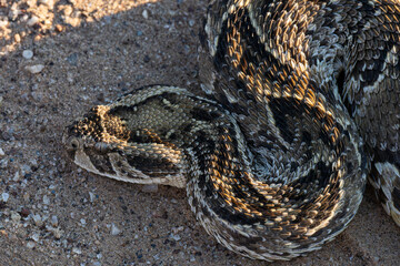 Close-up Top View of Puff Adder's Head and Front Body on Gravel