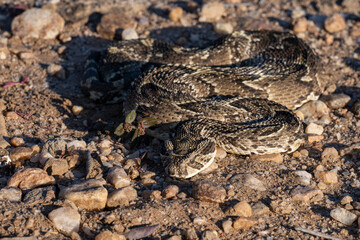 Puff Adder Front View with Slight Top-Down Angle