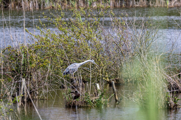 Grey heron searching for food in lagoa pequena, sesimbra, portugal