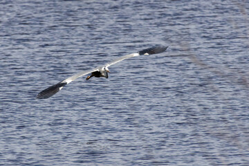 Grey heron flying over lagoa pequena in sesimbra, portugal
