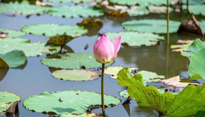 Serene pond featuring a budding pink lotus flower surrounded by lily pads