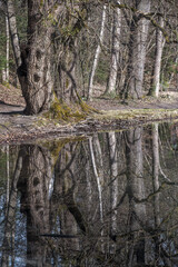 Bäume in einem Park, im Teich gespiegelt