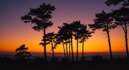 Fototapeta premium Sunset Silhouette of Trees - Photo