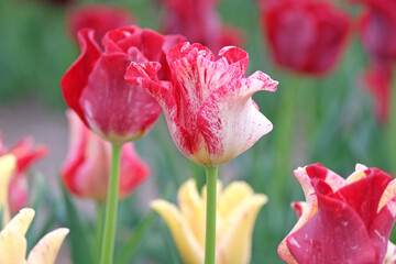 White and red variegated coronet Tulip, tulipa ‘Striped Crown’ in flower.