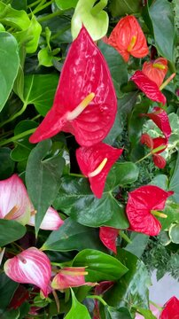 Anthurium andraeanum red flowers in tropical garden.Flamingo lily, Tailflower, Laceleaf, Heart-shaped flower.Bright floral background for design, vertical video