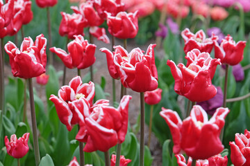 Tall red and white coronet Tulip, tulipa ‘Elegant Crown’ in flower.