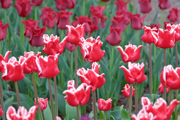 Obraz premium Tall red and white coronet Tulip, tulipa ‘Elegant Crown’ in flower.