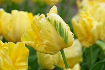 Naklejka premium Yellow frilled parrot Tulip, tulipa ‘Yellow Madonna’ in flower.
