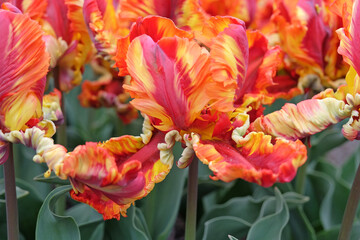 Orange, yellow and pink parrot Tulip, tulipa ‘Rasta Parrot’ in flower.