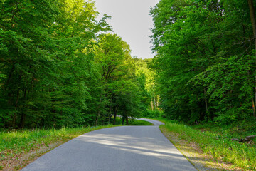Country road in the middle of the forest. Beautiful, green forest in spring at sunrise.
