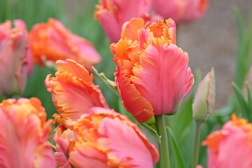 Peach pink and orange frilled parrot Tulip, tulipa ‘Amazing Parrot’ in flower.