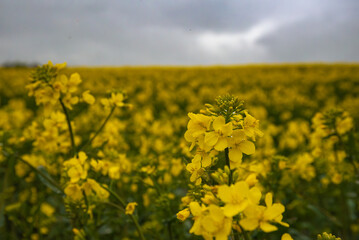 Close-up of vibrant yellow rapeseed flowers blooming in a vast field under a moody, overcast sky.