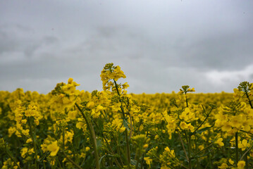 Close-up of vibrant yellow rapeseed flowers blooming in a vast field under a moody, overcast sky.