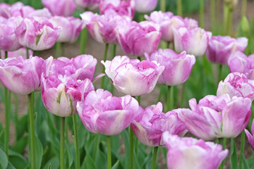 White and lilac purple late double late Tulip, tulipa 'shirley double' in flower.